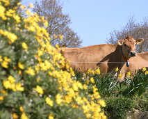 photo of Jersey cows in a field